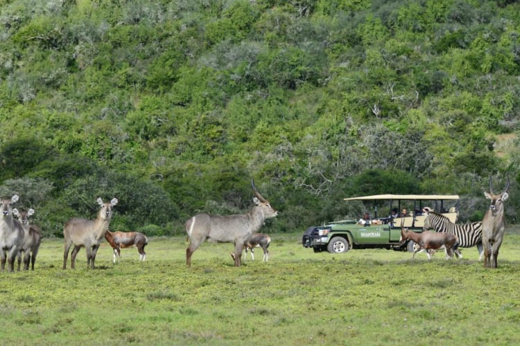 Game drive